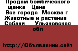 Продам бомбического щенка › Цена ­ 30 000 - Все города, Москва г. Животные и растения » Собаки   . Ульяновская обл.